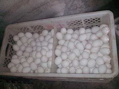 首页-人生就是博手机版